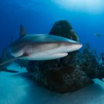 Tiburones, conspiraciones y cazadores de vampiros: dos clásicos del terror bajo la lupa
